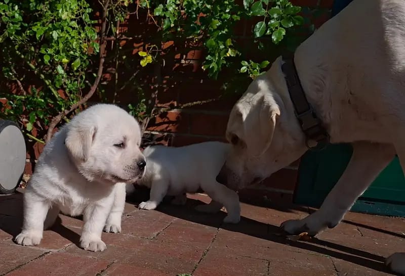 Mädchen rotes Halsband – Labrador Retriever Welpe – Bild 3