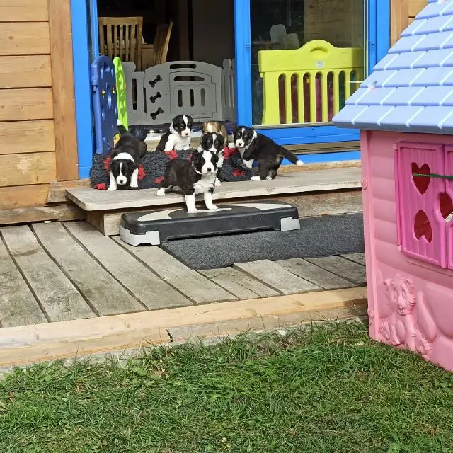 Dragon Fly of little swan flow – cucciolo di Border Collie – Foto 2