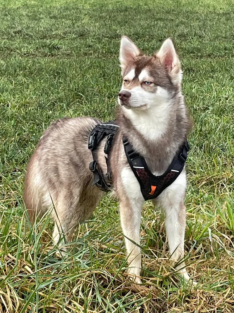 Severnaya Luna Thor To Aurora – Alaskan Klee Kai – 图片 2