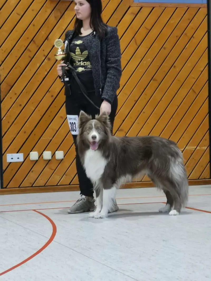 Border Collie Zucht "of Old Hemp" gallery image 3