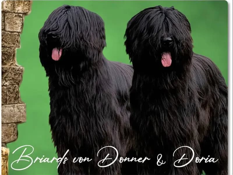 von Donner & Doria