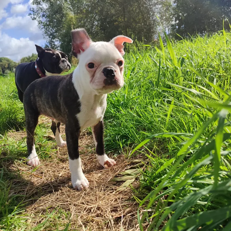 Ash – Boston Terrier幼犬 – 图片 4