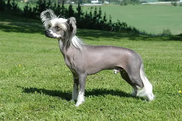 Chinese Crested Dog – Hunderasse