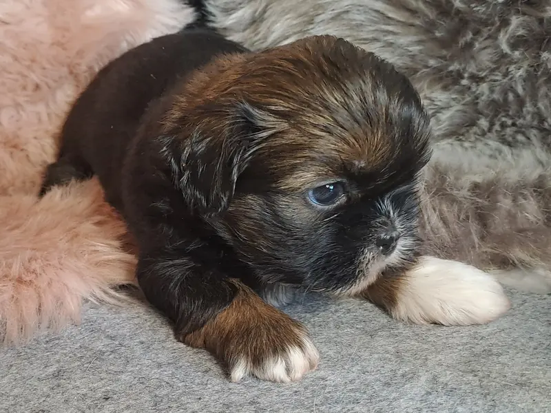 Jody – štěně Shih Tzu – Foto 2