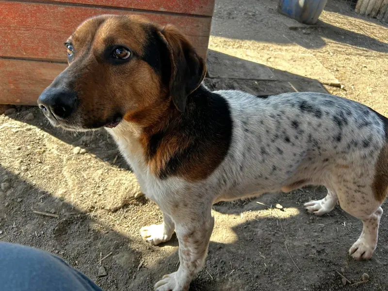 Klecks – Bracke-Beagle Mix – Billede 2