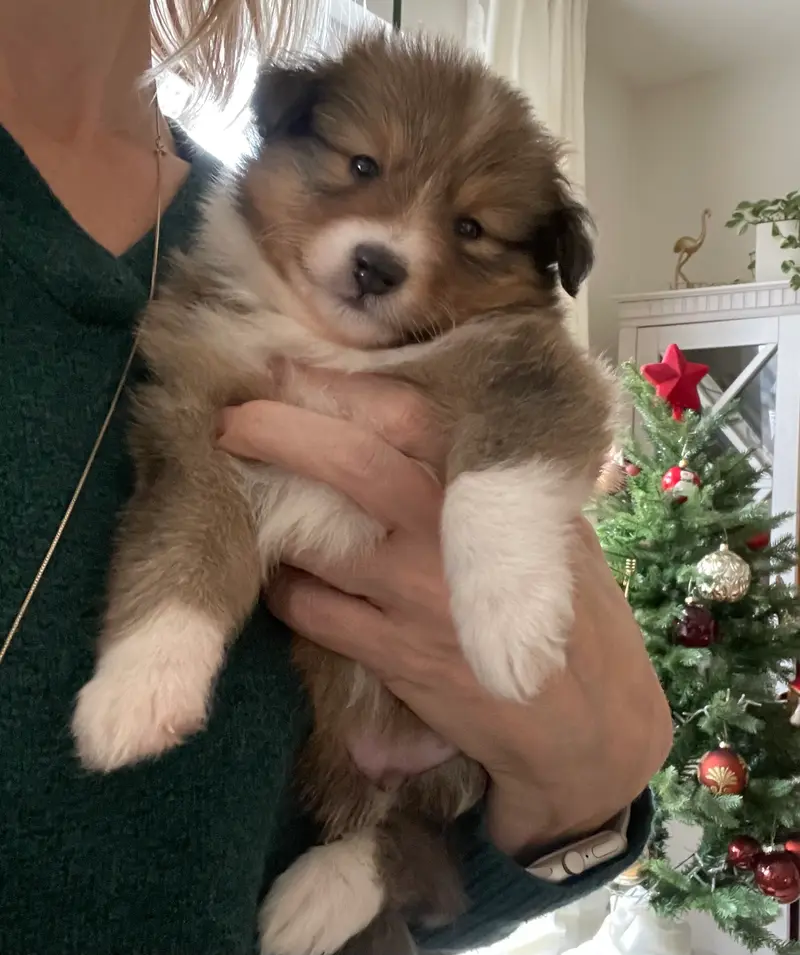 Sonic – Shetland Sheepdog Pup – Foto 4