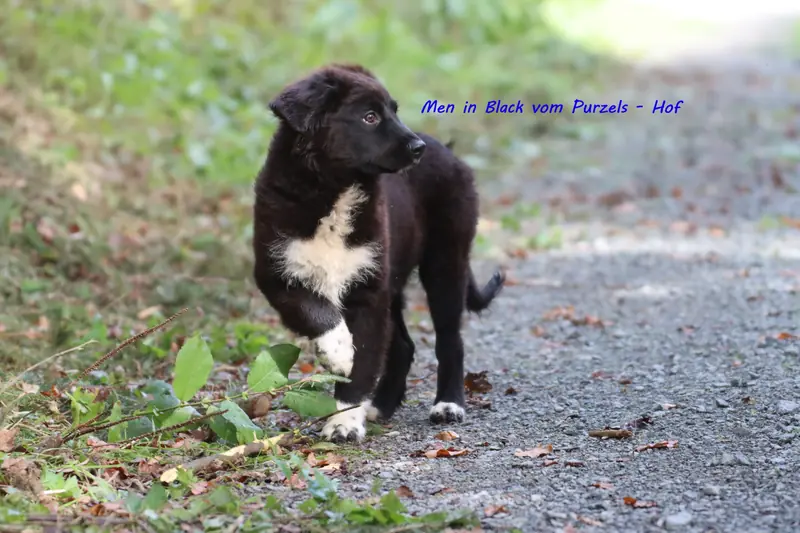 Men in black – Australian Shepherd Pup – Foto 4