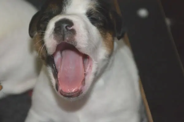 Outlaw Hooligan – Parson Russell Terrier – Foto 3