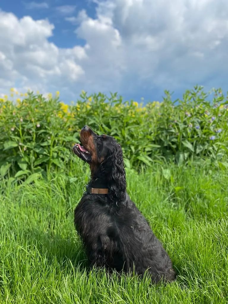 Gordon Setter gallery image 2