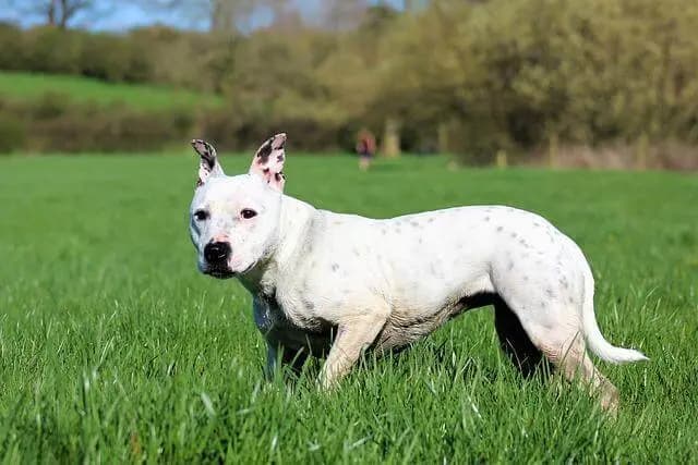Staffordshire Bull Terrier – Hunderasse