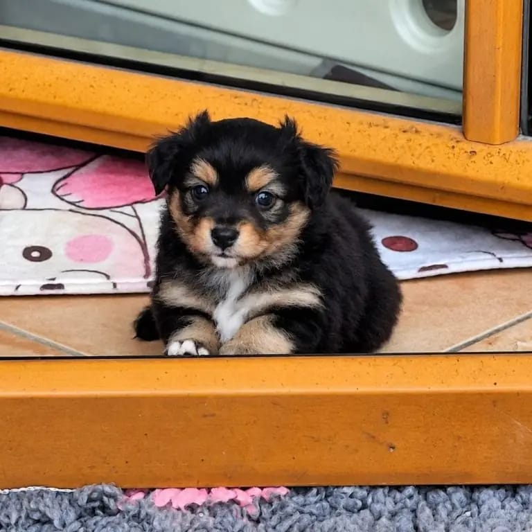 Flip – Australian Shepherd – Zdjęcie 3