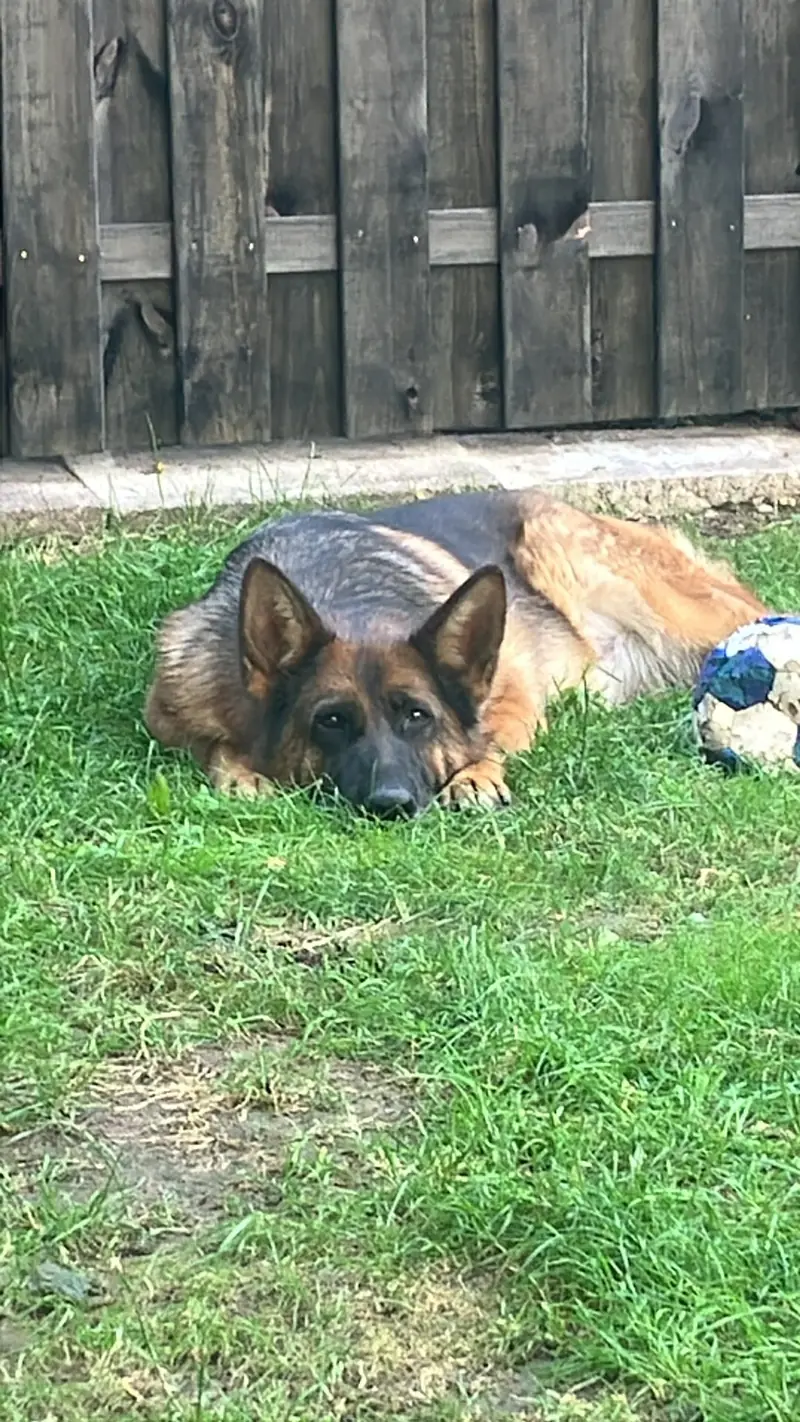 Trulla vom Ganzkower Schloß – Deutscher Schäferhund – Photo 2