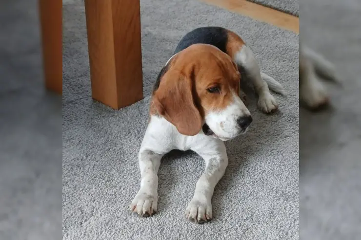 Eva – Beagle – Photo 4