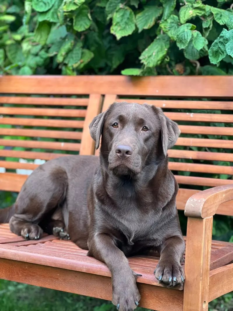 Inka For Ever Infinity Lorek – Labrador Retriever – Photo 4