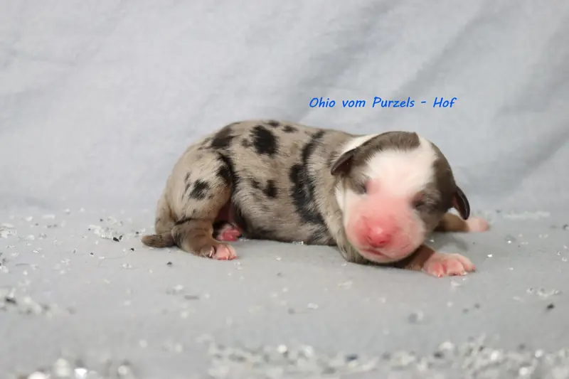 Ohio – Australian Shepherd Pup – Foto 3