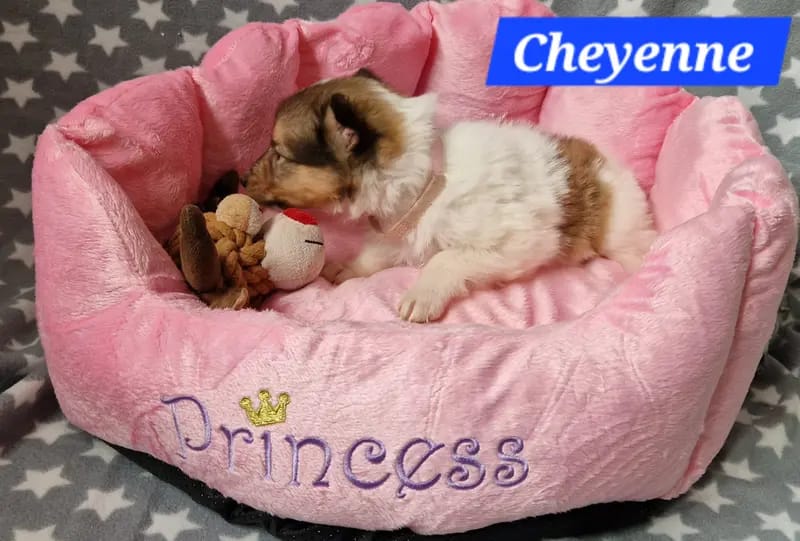 Cheyenne gallery image 2