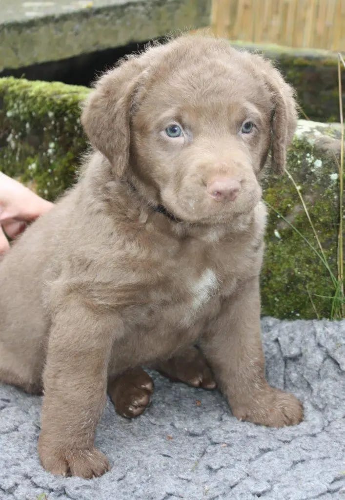 Witchess - Chesapeake Bay Retriever Zucht gallery image 4