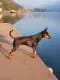D`Enya-Bonita vom Honighof – Zwergpinscher hvalp – Billede 4