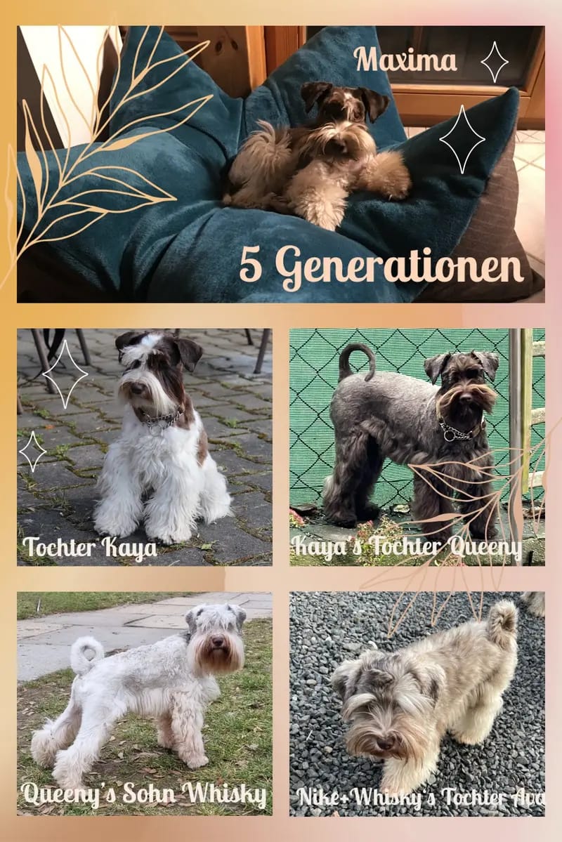 Ehrenbürg-Zwerge (American Schnauzer) gallery image 3