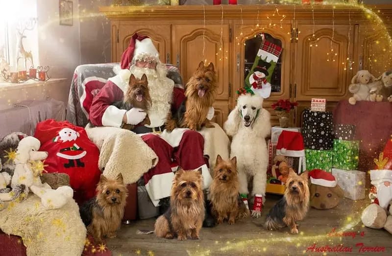 Highland‘s Australian Shepherds gallery image 3