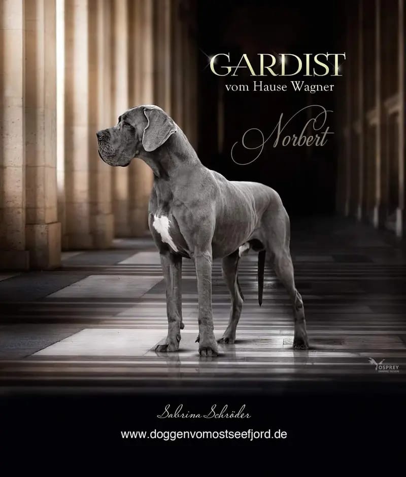 Deutsche Doggen vom Ostseefjord gallery image 2