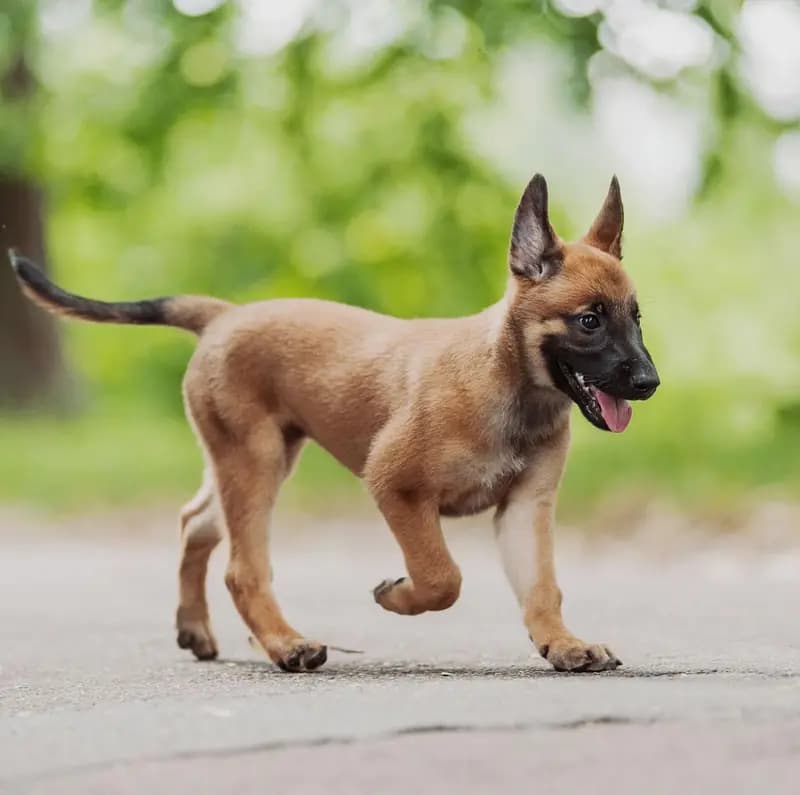 Malinois – Hunderasse