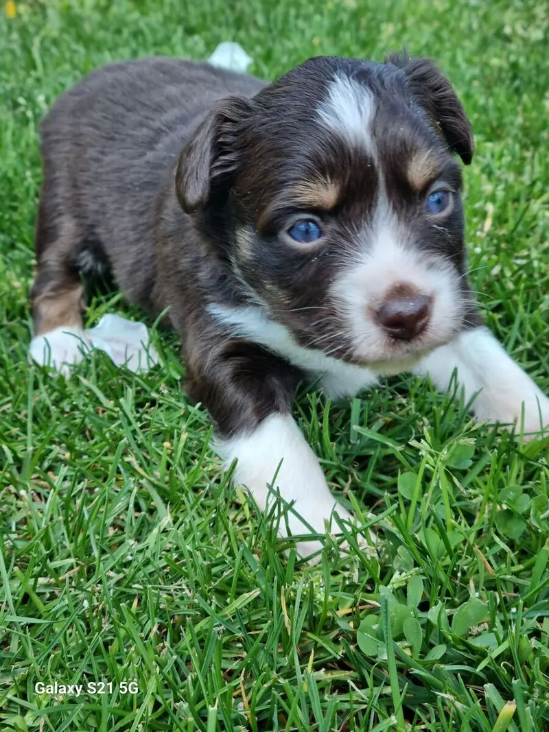 Welpe – Australian Shepherd Welpe – Bild 2