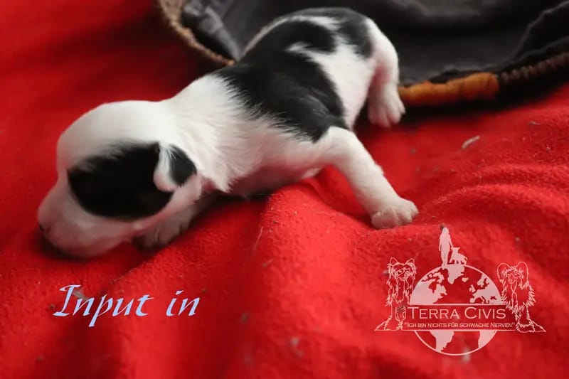 Input – Chinese Crested Dog Welpe – Bild 3