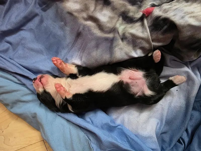 Australian Shepherd Welpen ab anfang Oktober – Australian Shepherd Puppy – Photo 3