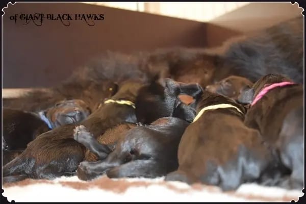 Riesenschnauzer of Giant Black Hawks gallery image 2