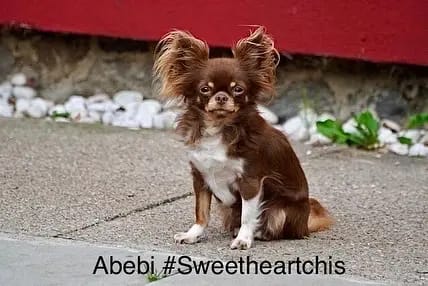 Chihuahua von den Sweetheartchis gallery image 3