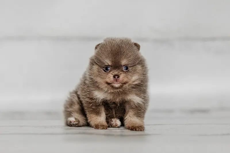 Royal dogs Berlin gallery image 3