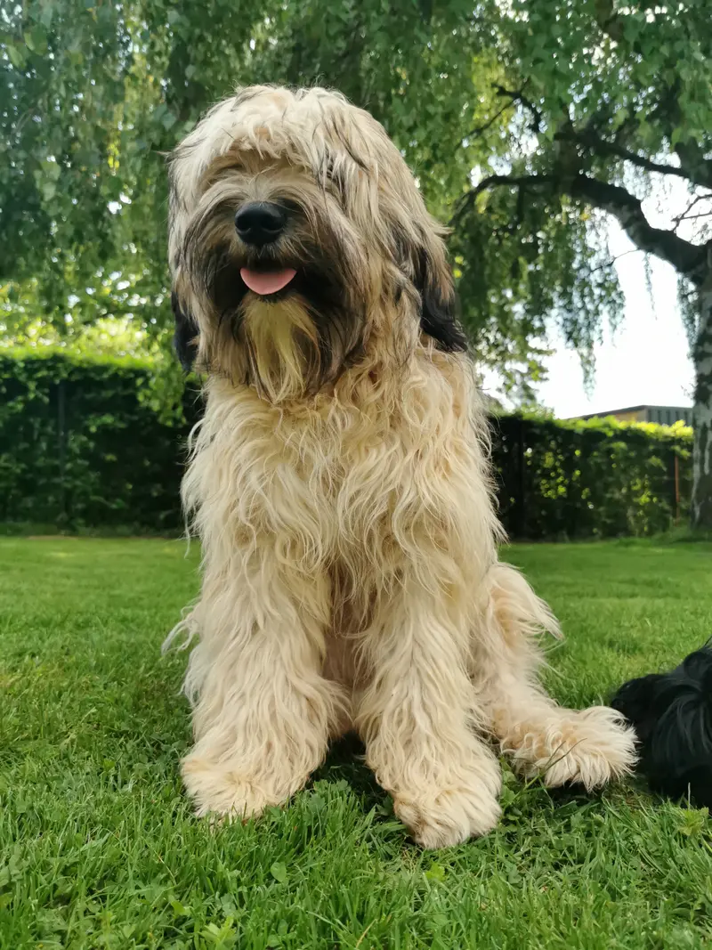 Stouky´s Tibet Terrier – Tibet Terrier – Foto 2