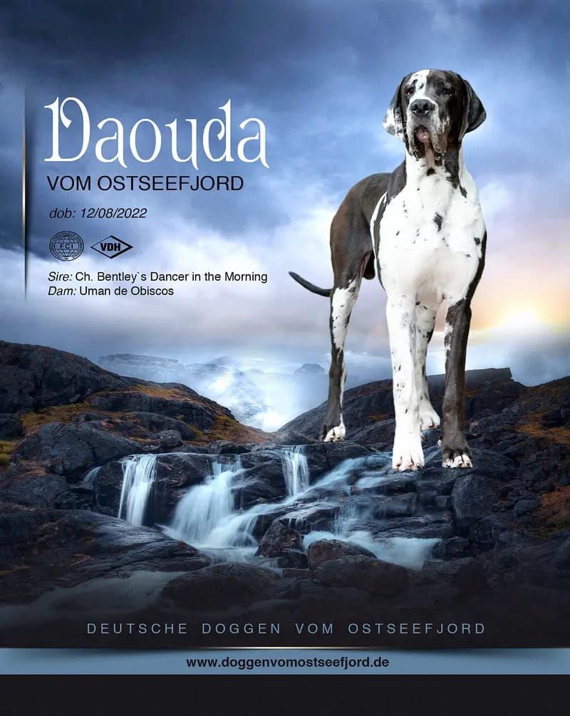 Deutsche Doggen vom Ostseefjord gallery image 3
