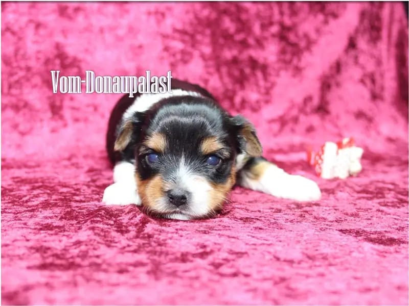 Szczeniak rasy Yorkshire Terrier – Zdjęcie 4