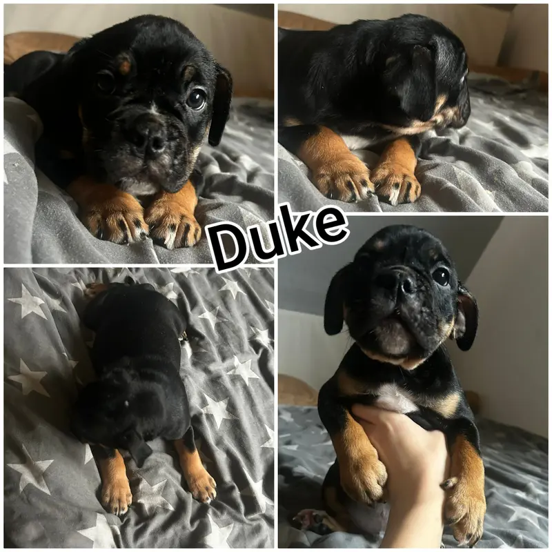 Duke – štěně Old English Bulldog – Foto 3