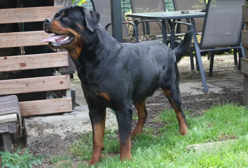 North Star von Akima – Rottweiler – Foto 2