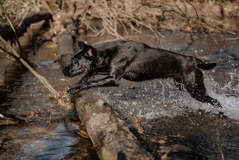 Meadowhunter Labrador Retriever gallery image 4