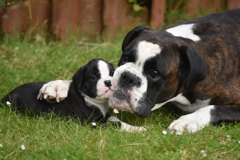 vom Ammerländer Gulfhof – Deutscher Boxer – Фото 4
