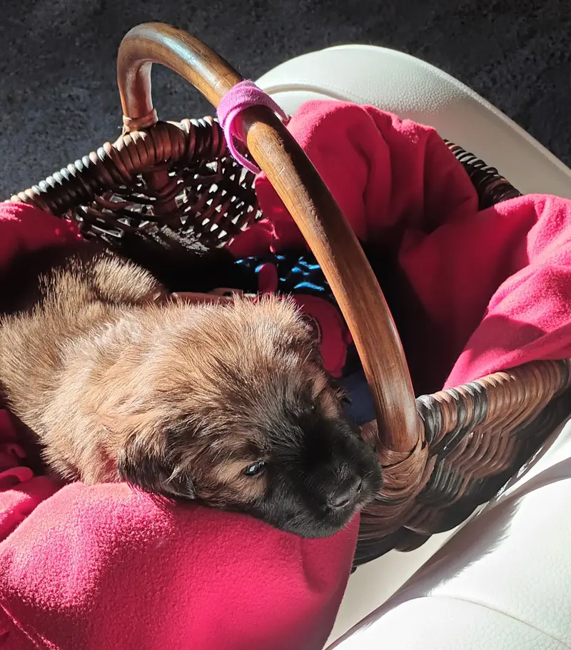 Bella – Cucciolo di Tibet Mastiff – Foto 2