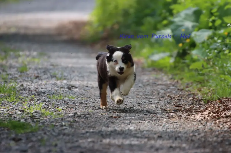 Kiran – Cucciolo di Australian Shepherd – Foto 4