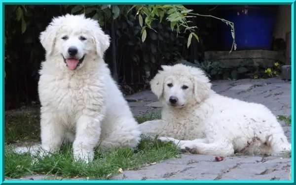 Himalaya – Szczeniak rasy Kuvasz – Zdjęcie 3