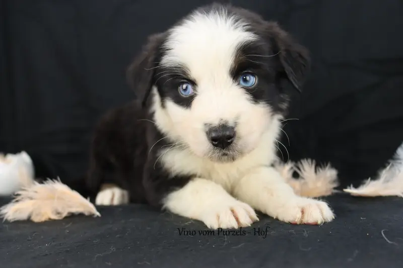 Vino – Cucciolo di Australian Shepherd – Foto 3