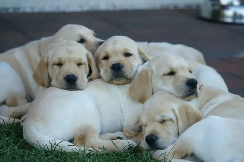 Labrador Retriever Zucht vom Adlumer Meerfeld gallery image 2