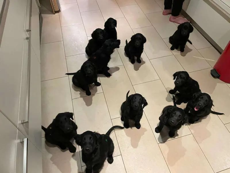 Flat Coated Retriever von Equinox gallery image 4