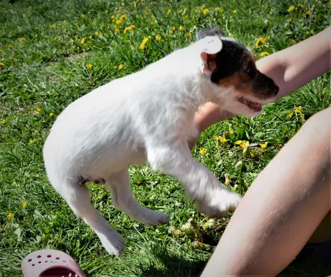 Absolut vom Woisbach – Parson Russell Terrier – Fotoğraf 2