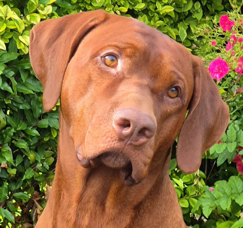 Deckrüde Rhodesian Ridgeback *Livernose* gallery image 4
