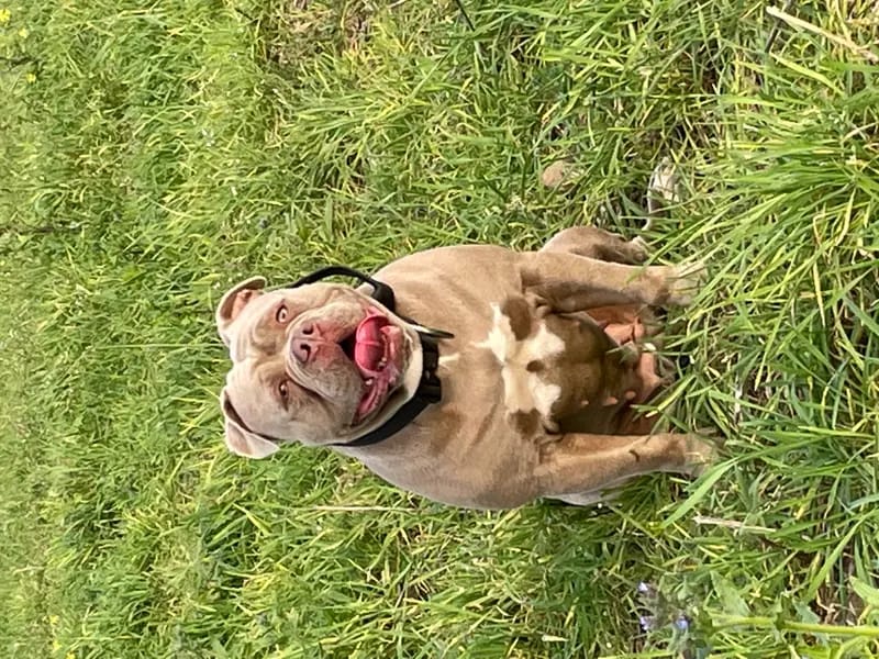 Big Boss Bulldog gallery image 4