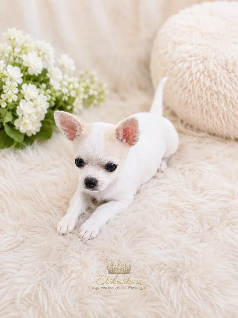 Hündin – 3 – щенок Chihuahua – Фото 3