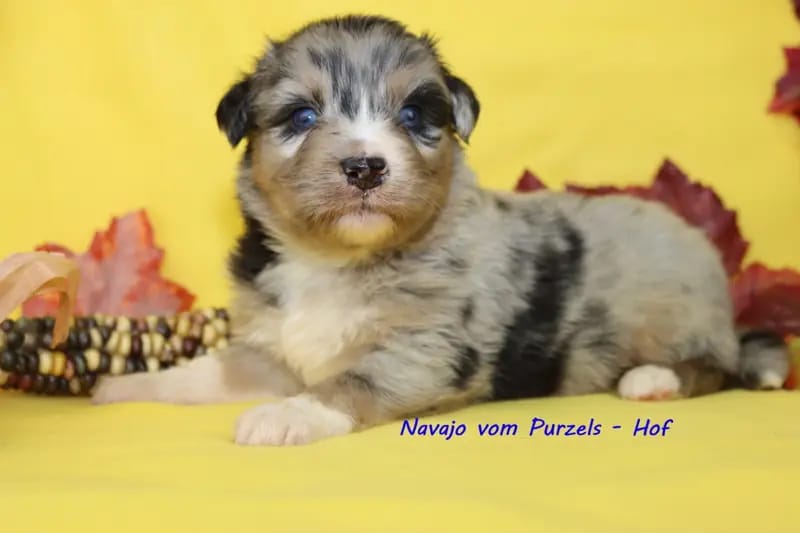 Nairo – szczeniak rasy Australian Shepherd – Zdjęcie 4